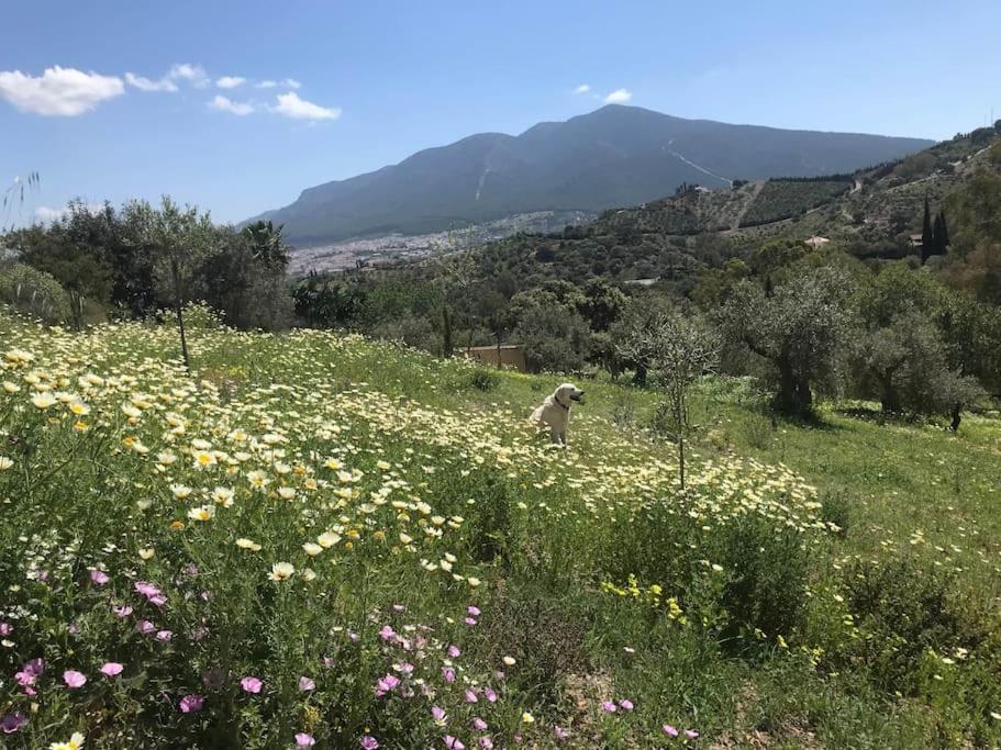 Penthouse Apartment, Cortijo Fruitful Hills Málaga Eksteriør billede